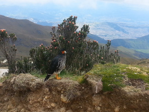 Cotopaxi